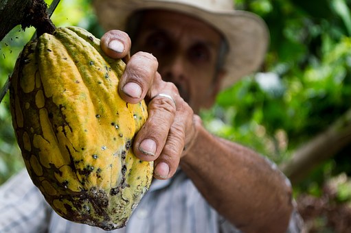 CocoaWell:  Nature’s Richest Superfruit