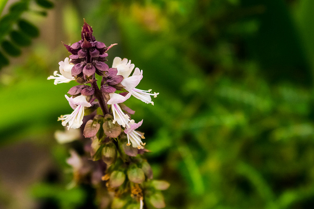 Herb Spotlight: Holy Basil