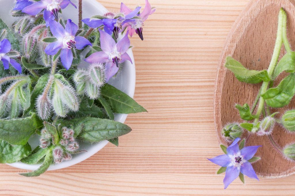 Benefits of Borage