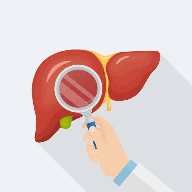how does silymarin help the liver