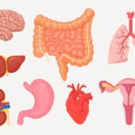 is silymarin good for liver
