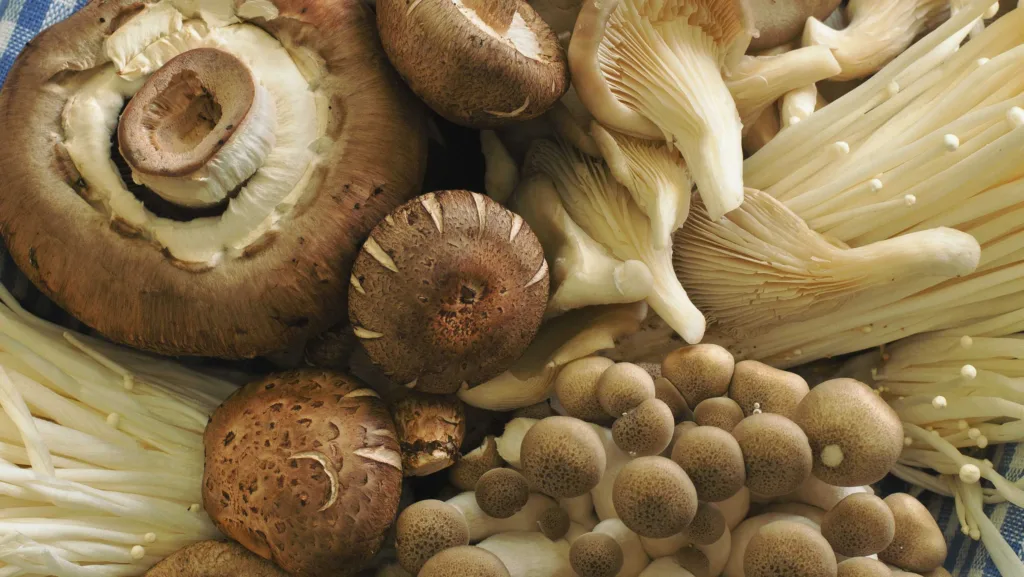 Mushrooms And Gut Health